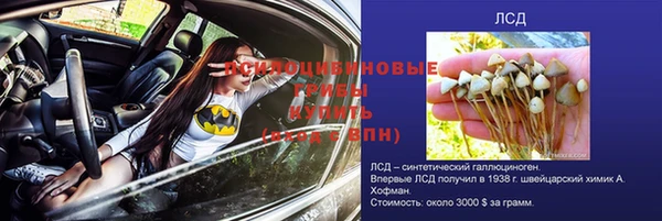 прущие грибы Касимов